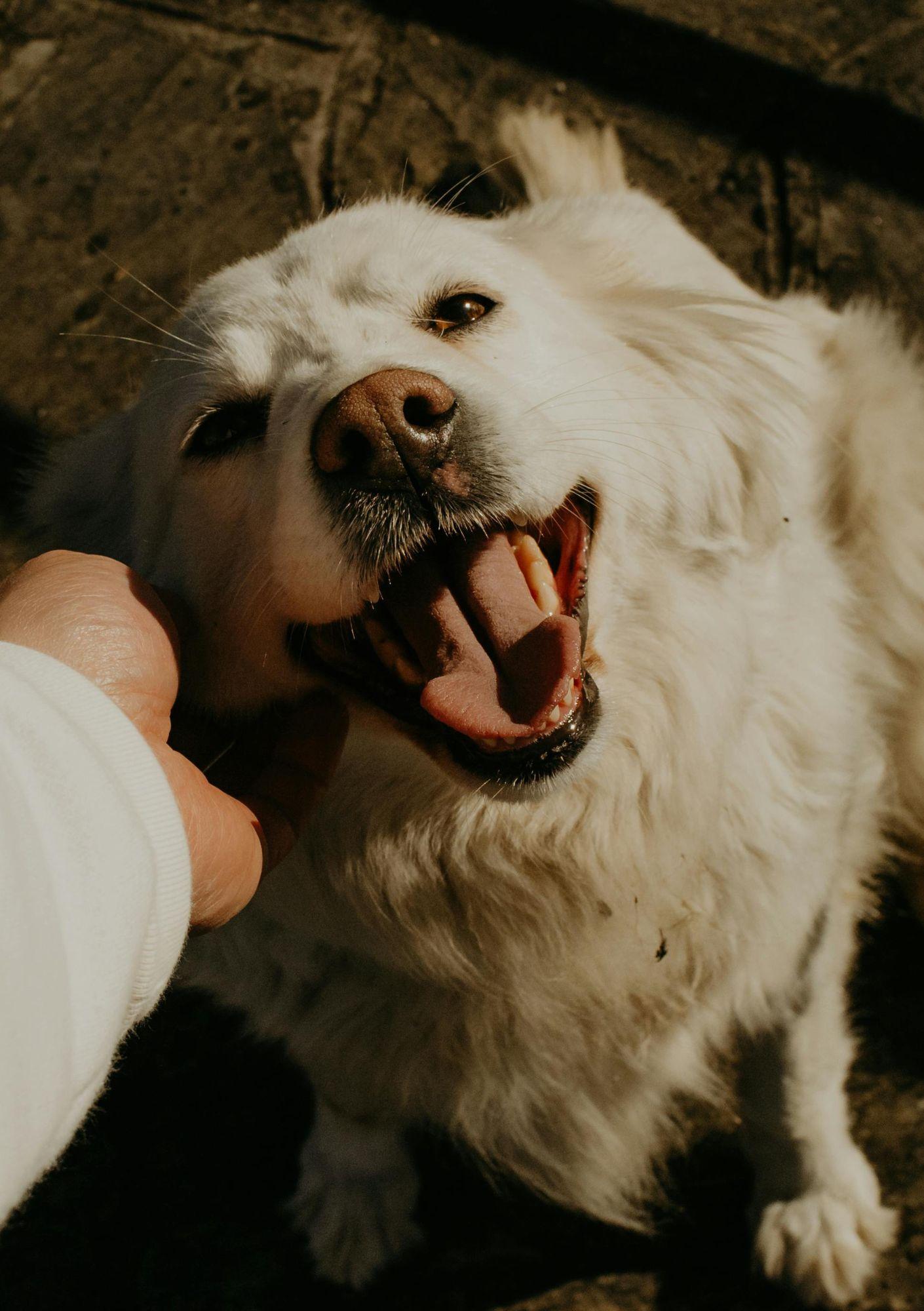 Pet-sitter